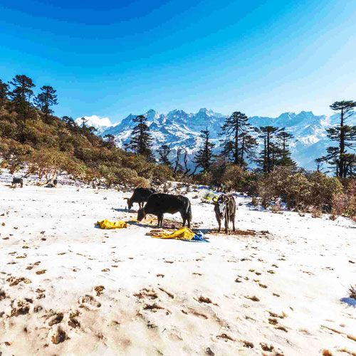 Trek at Yuksom and the Dzongri Trail