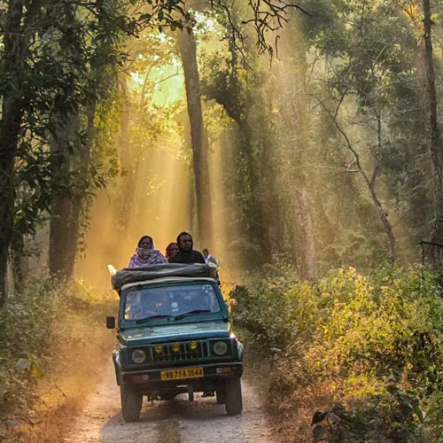 Jungle Safari in Dense Forests