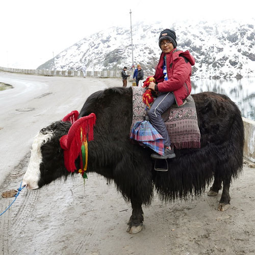 Ride a Yak at Glacial Lake